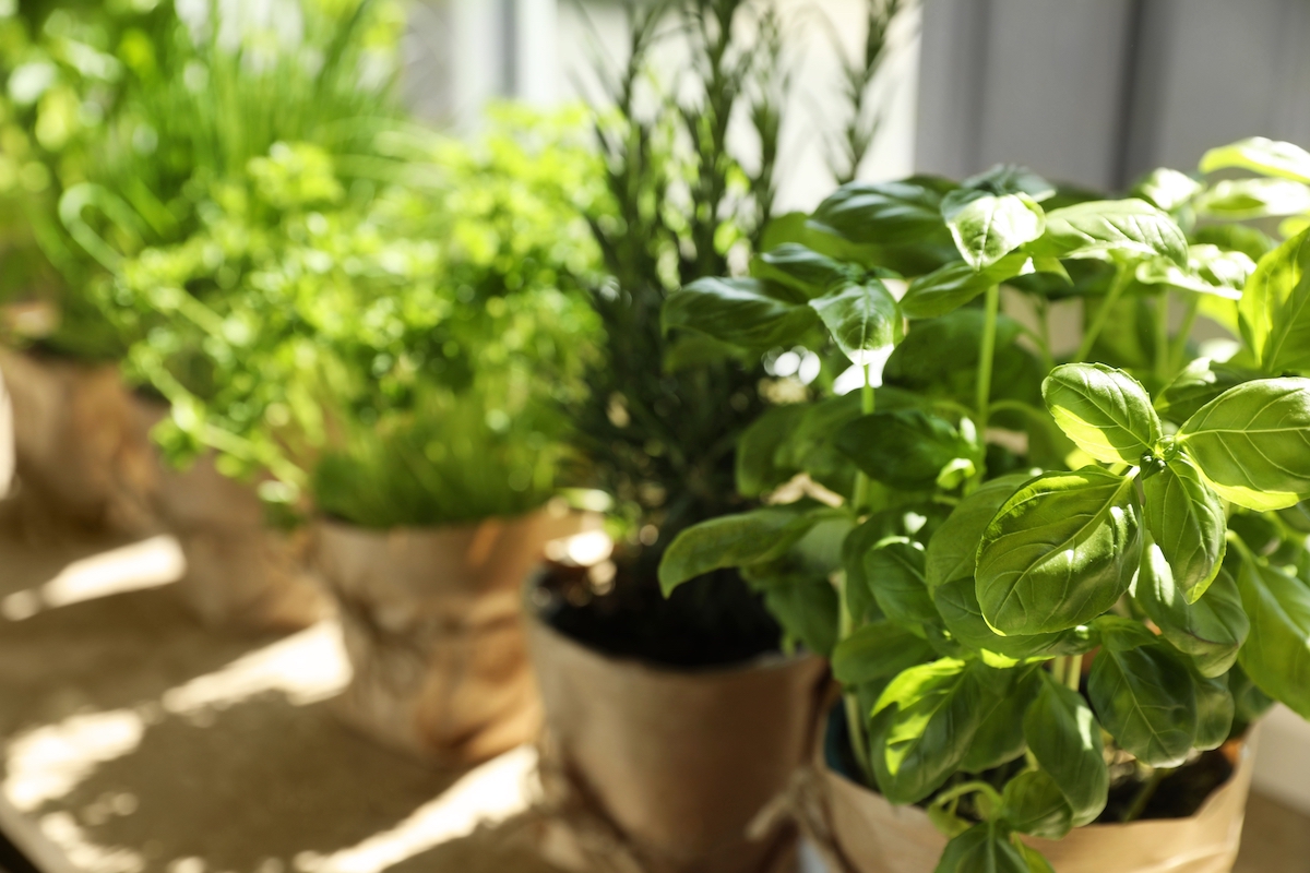 erbe aromatiche