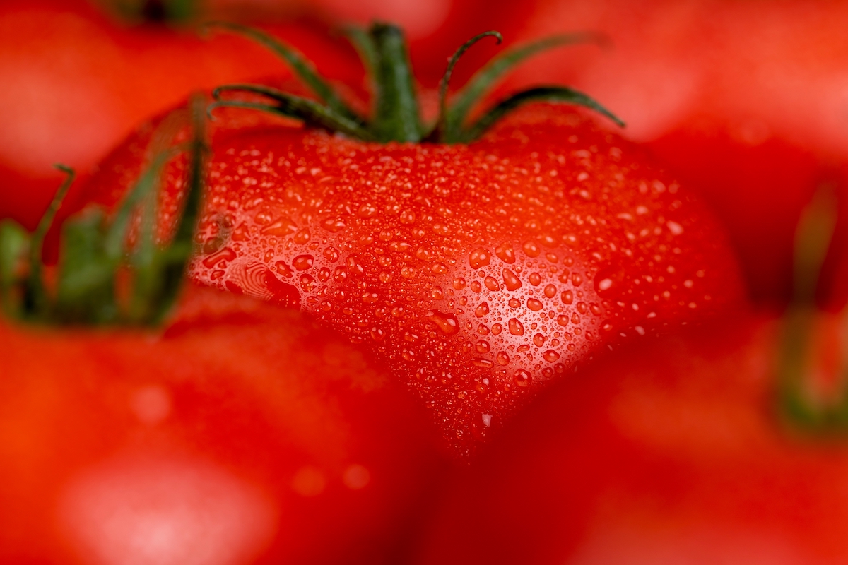 storia del pomodoro
